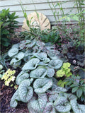 Brunnera ‘Sea Heart’ – False Forget-Me-Not Live Starter Plant, Hardy Shade Perennial with Silver Heart Leaves & Spring Blue Flowers