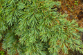 Mountain Hemlock Tree Bare Root Seedling – Tsuga mertensiana, Evergreen Conifer for Landscape or Bonsai