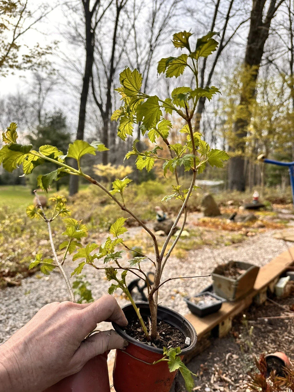 Viburnum opulus Live Bare Root Starter Plant | Guelder Rose | European Cranberrybush | Flowering Shrub | Hardy Ornamental Plant