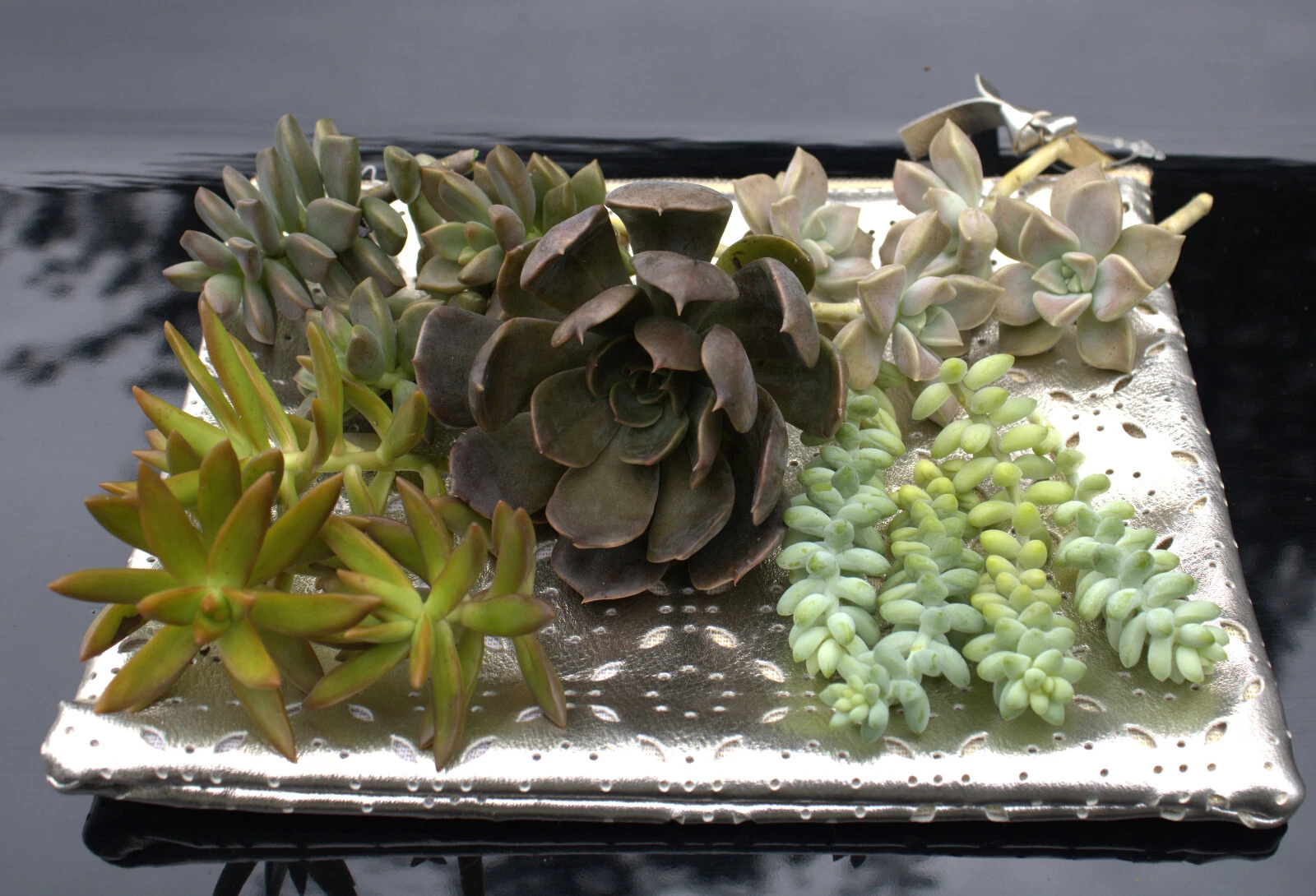 Mixed Succulent Rosette Cuttings 20 Pack Assorted Varieties Unrooted Succulent Starter for Propagation