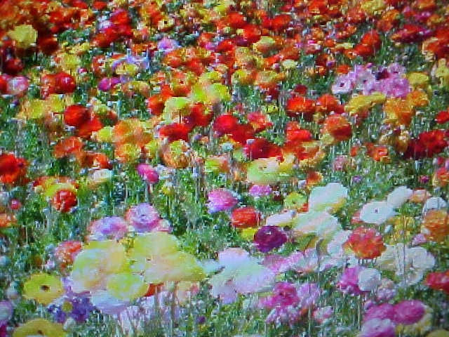 Wildflower Seed Mix 1/3 LB 24 Colors Annual & Perennial Mix (Various Species)