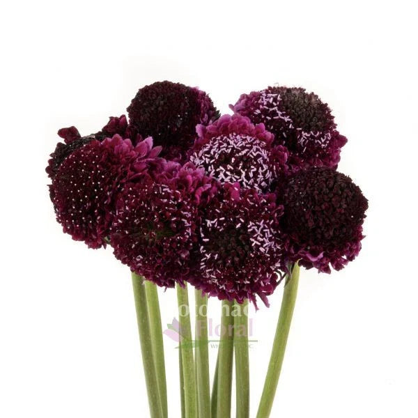 Scabiosa Seeds 40 Pack Burgundy Black Knight - Scabiosa atropurpurea