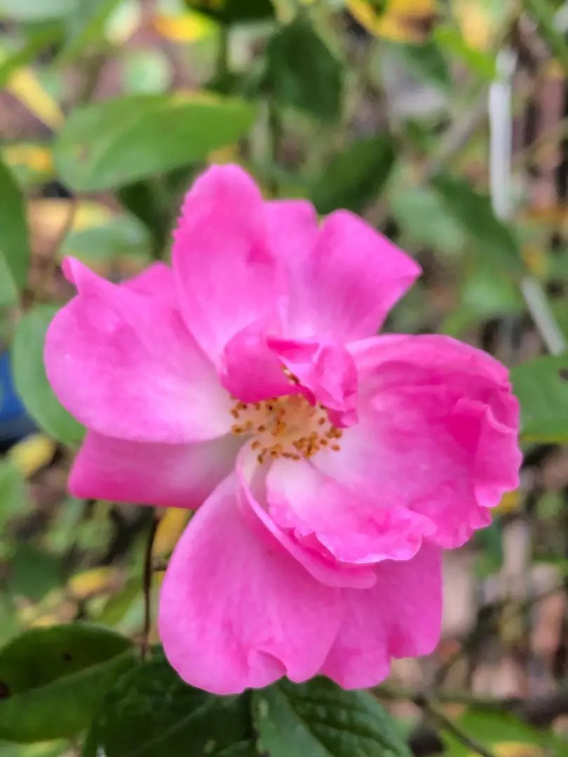 Nearly Thornless Rose Cuttings - Rosa Tausendschon 'Thousand Beauties' - 3 Pieces, 6-8" Long, Easy Care, Garden Plant