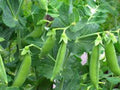 Sugar Daddy Snap Peas Seeds, Heirloom Variety, 500+ Seeds, Perfect for Salads and Snacks, Pisum sativum