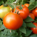 Early Girl Tomato Seeds - Non-GMO F1 Hybrid - Heirloom Variety - Solanum lycopersicum - Free Shipping