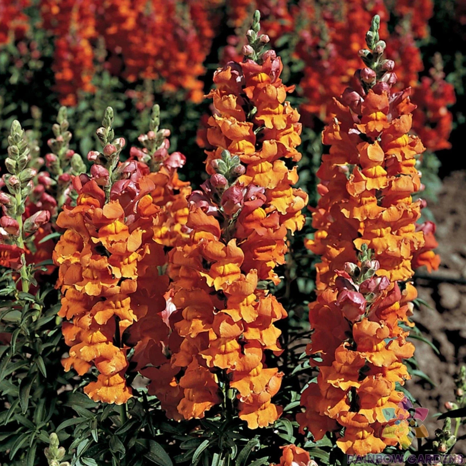 Liberty Bronze Snapdragon Seeds - 1000+ Premium Garden Seeds - Antirrhinum majus - USA Grown - Free Shipping