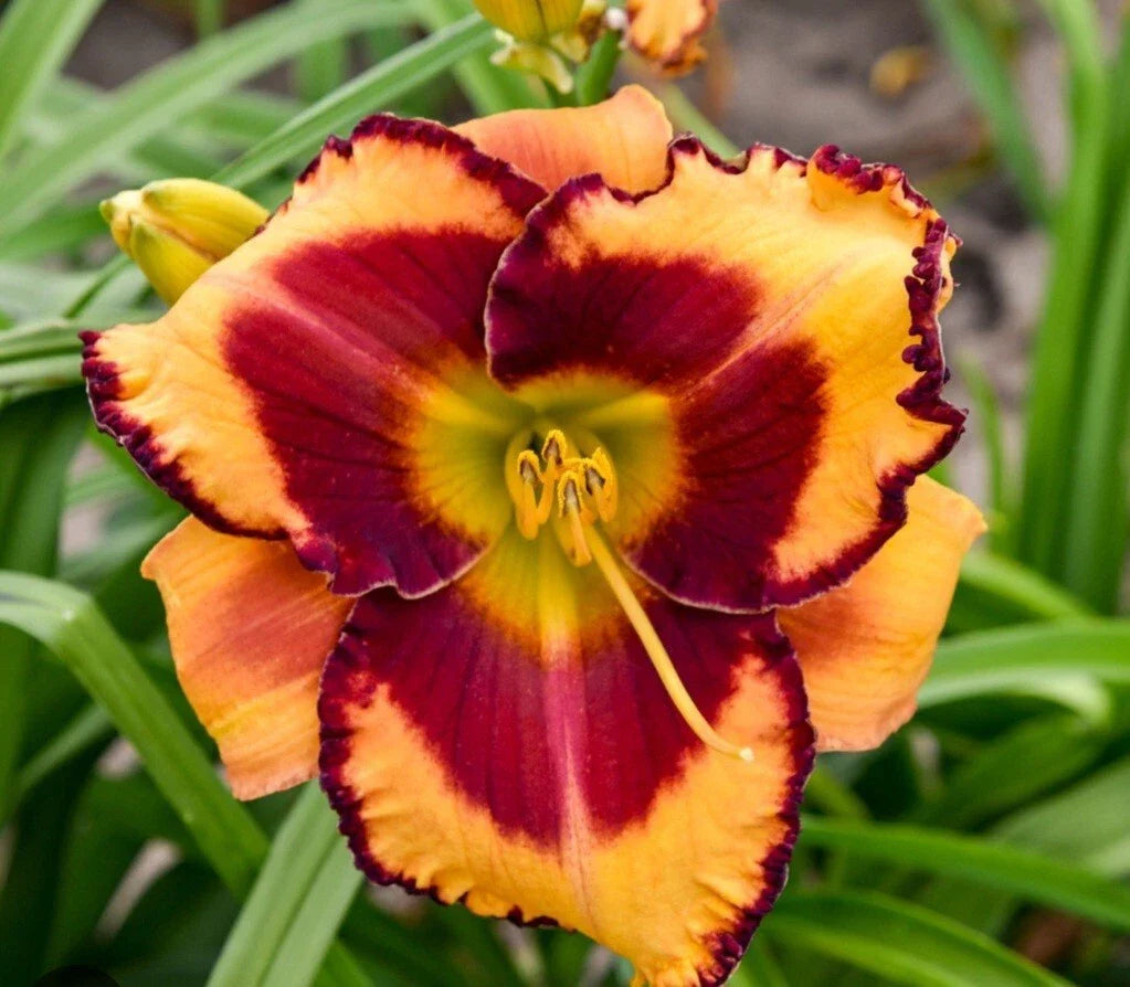 Daylily Plant - Fool Me Variety - Colorful Perennial Flower (Hemerocallis) - 1 Plant