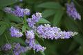 Monks Pepper Tree Seeds - 30 Count - Vitex agnus-castus - Herbal Supplement for Natural Remedies