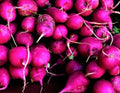 Purple Plum Radish Seeds 200+ Non-GMO - Brassica rapa var. radiciformis - Fast-Growing Vegetable Garden Seeds
