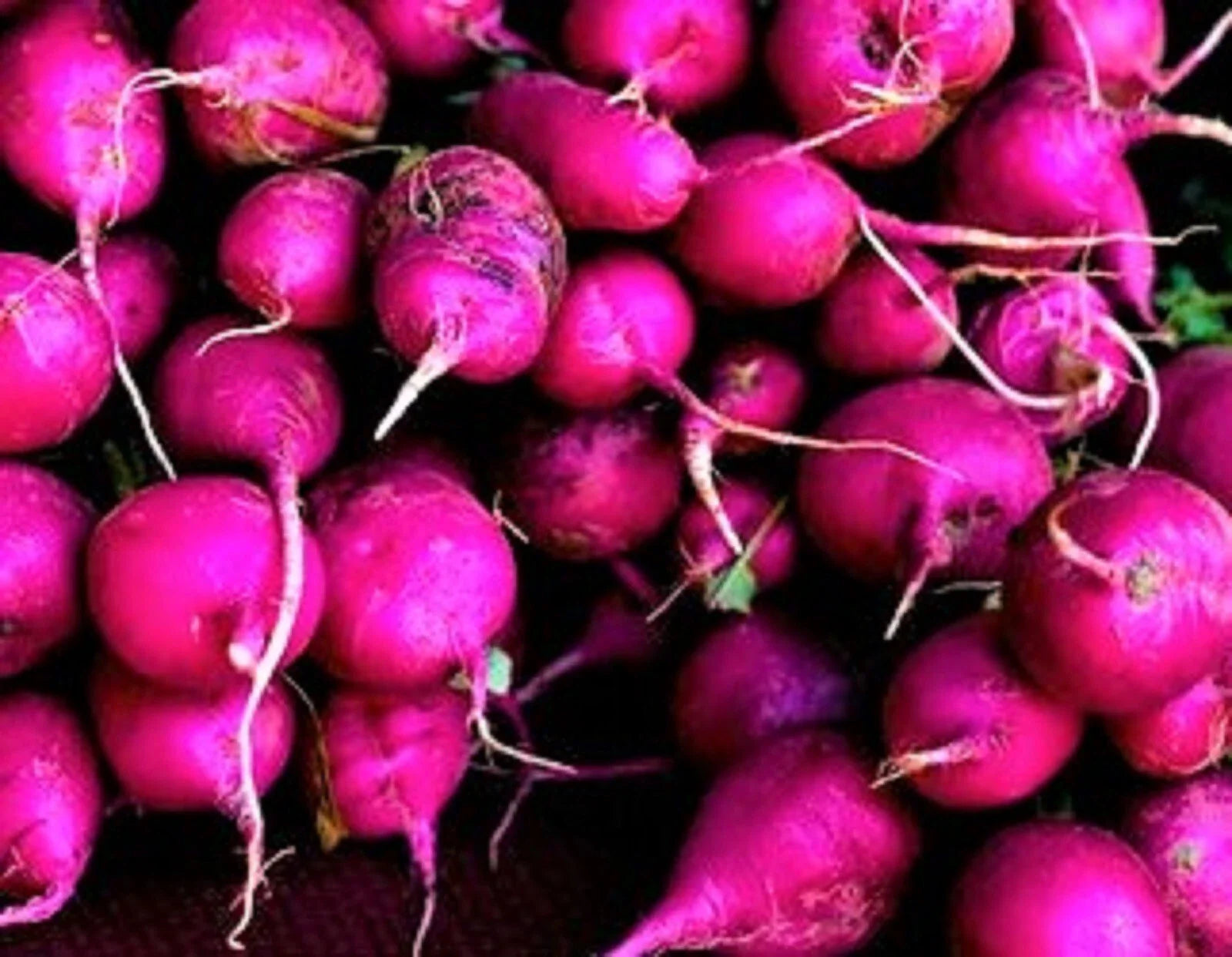 Purple Plum Radish Seeds 200+ Non-GMO - Brassica rapa var. radiciformis - Fast-Growing Vegetable Garden Seeds