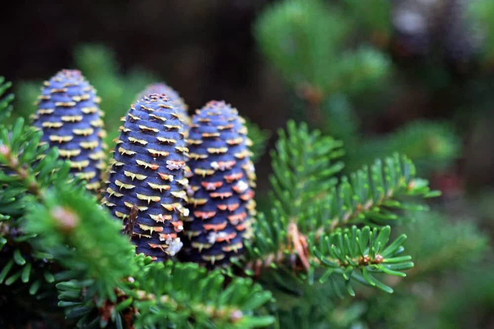 Korean Fir Tree Seeds - 30 Seeds - Abies koreana - Stunning Blue Cones