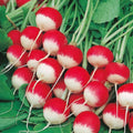 Radish Seeds - Sparkler Variety - Fresh Seed - Raphanus sativus