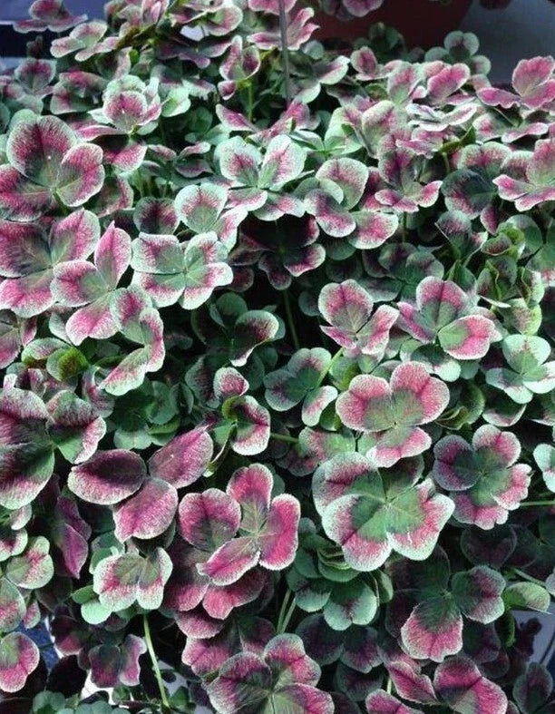 Coco Mint Clover Live Starter Plant - Bare Root Groundcover - Trifolium 4 Luck - Hardy Perennial Clover Plant