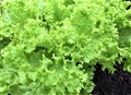 Endive Seeds 500+ Non-GMO Green Curled Ruffec - Cichorium endivia, Heirloom Vegetable Garden Seeds for Home Growing