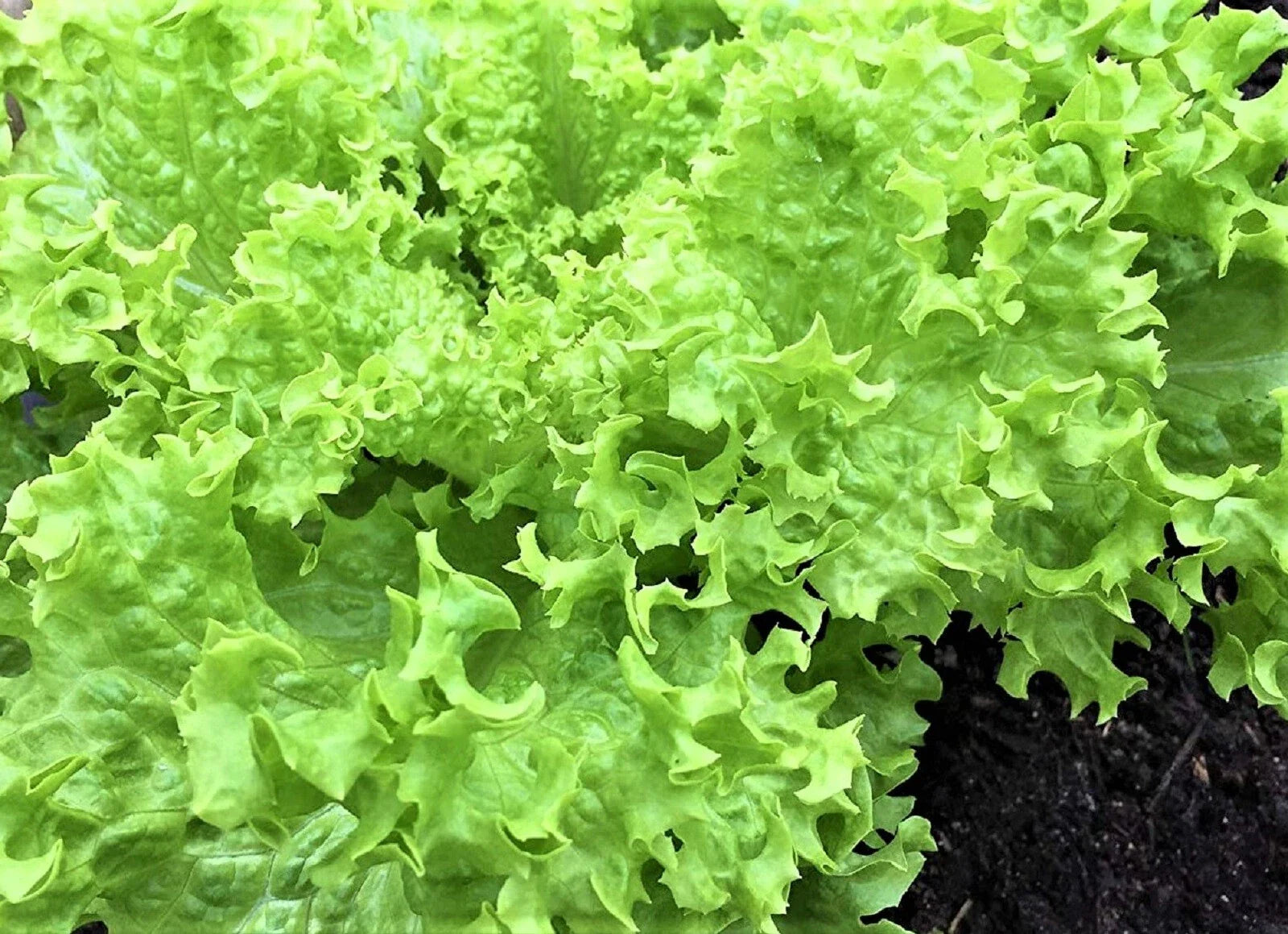 Endive Seeds 500+ Non-GMO Green Curled Ruffec - Cichorium endivia, Heirloom Vegetable Garden Seeds for Home Growing