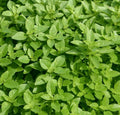 Spicy Globe Basil Seeds 300+ Pack | Culinary Herb Garden Annual | Ocimum basilicum