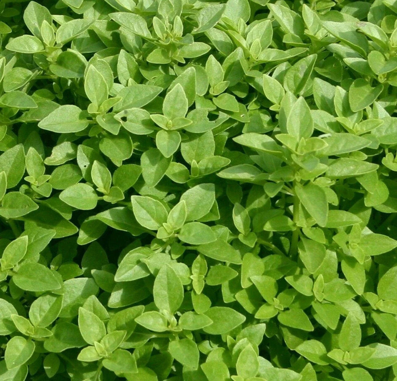 Spicy Globe Basil Seeds 300+ Pack | Culinary Herb Garden Annual | Ocimum basilicum