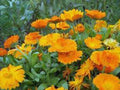 Calendula Seeds - 1000+ Newly Harvested, Vivid Golden Blooms - Calendula officinalis