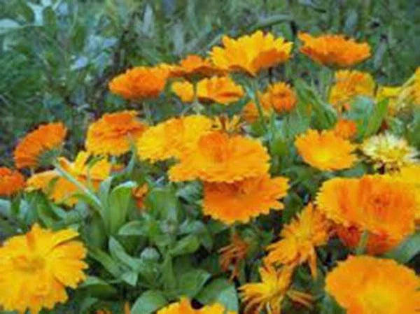 Calendula Seeds - 1000+ Newly Harvested, Vivid Golden Blooms - Calendula officinalis