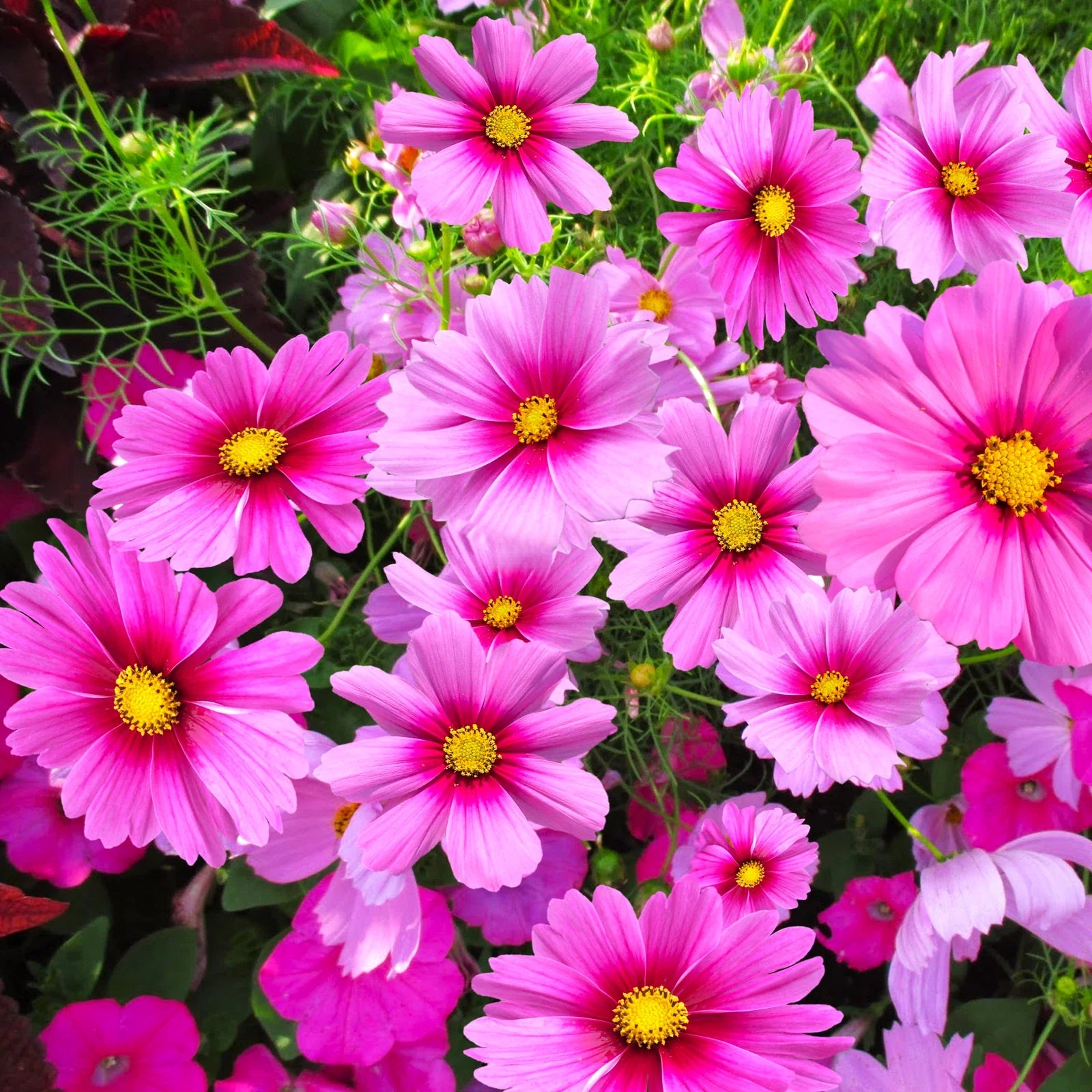 Cosmos Seeds - Pink Magenta Center Sensation - Gloria Variety - Perfect for 2025 Planting - Annual Flower Seeds