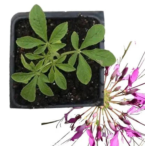 Live Purple Cleome Spider Flower Plant - Well-Rooted Pink Queen - Annual Flowering Plant for Gardens (Cleome hassleriana)