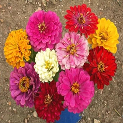 California Giant Zinnia Seeds - 270 Bulk Seeds - Colorful Dahlia-Style Flowers - Zinnia elegans