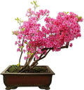 Royal Azalea Bonsai Tree Seeds - 30 Pack - Rhododendron schlippenbachii - Plant for Stunning Miniature Landscapes
