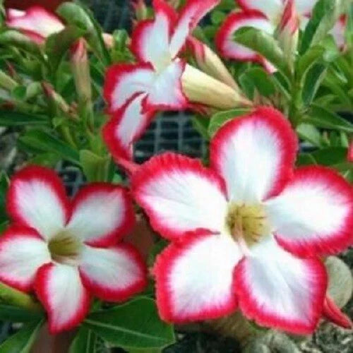 Desert Rose Seeds - 4 White Red Adenium Obesum Exotic Flower Seeds for Gardening