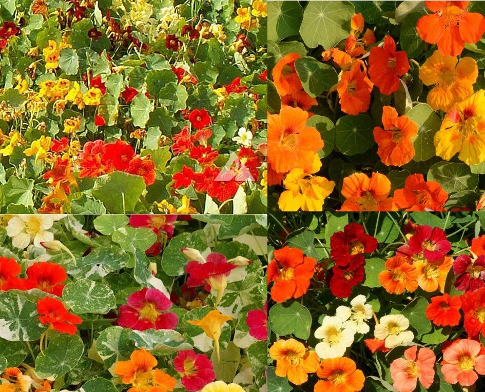 Nasturtium Seeds 100 Count Dwarf Edible Flowers Bulk Non-GMO USA - Tropaeolum majus