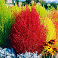 Red Cypress Burning Bush 50 Seeds - 2025 Planting, Kochia Scoparia, Summer Color, Drought Tolerant, Easy to Grow