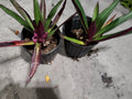 Multicolor Tradescantia Spathacea Plant - Moses in The Cradle - Dwarf Oyster Plant - Indoor Houseplant
