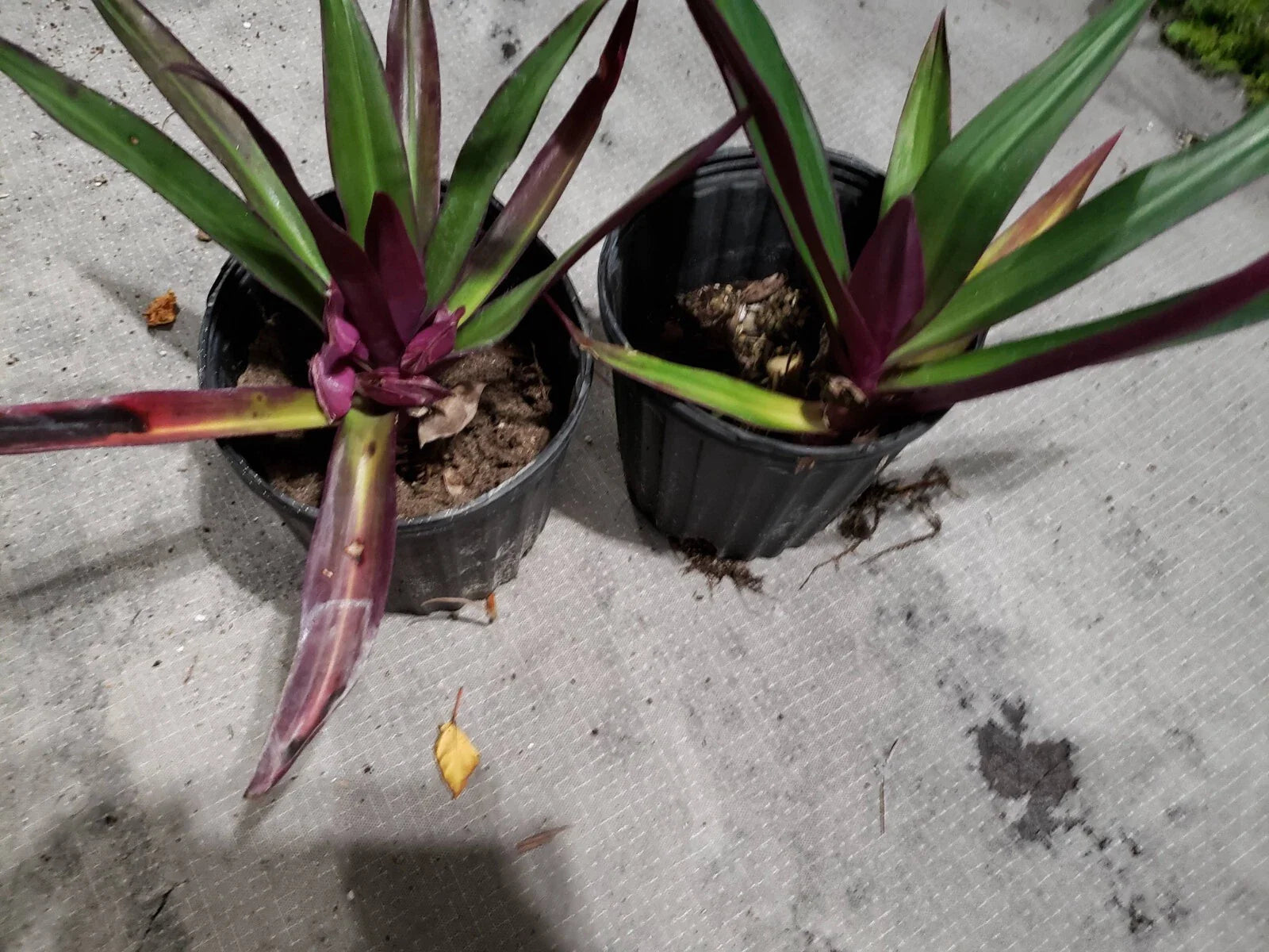 Multicolor Tradescantia Spathacea Plant - Moses in The Cradle - Dwarf Oyster Plant - Indoor Houseplant
