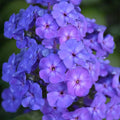 Beauty Blue Phlox Seeds - 100+ Count - Garden Planting - Phlox divaricata - USA