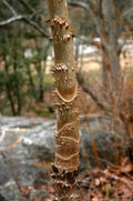 Devil's Walking Stick Seeds - 30 Pack, Aralia spinosa, Hardy Perennial Plant, Native American Medicinal Herb