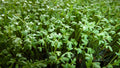 Curly Garden Cress Seeds (200 - 6400) Halim Aliv, Peppergrass Wort, Chandrashoor, Organic Herb Seeds for Garden