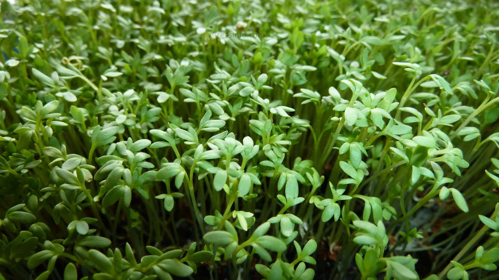 Curly Garden Cress Seeds (200 - 6400) Halim Aliv, Peppergrass Wort, Chandrashoor, Organic Herb Seeds for Garden