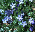 Creeping Myrtle Ground Cover Plants, 25 Bare Root Vinca Minor, Live Periwinkle, Durable Green Foliage