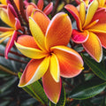Plumeria Seeds - 5 Bright Orange Tropical Flower Seeds - Hawaiian Flowers - Perennial Plants (Plumeria spp.)