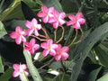 Plumeria Plant 6"-10" Miami Rose Pink Flowers Large Fragrant Frangipani (Plumeria rubra)