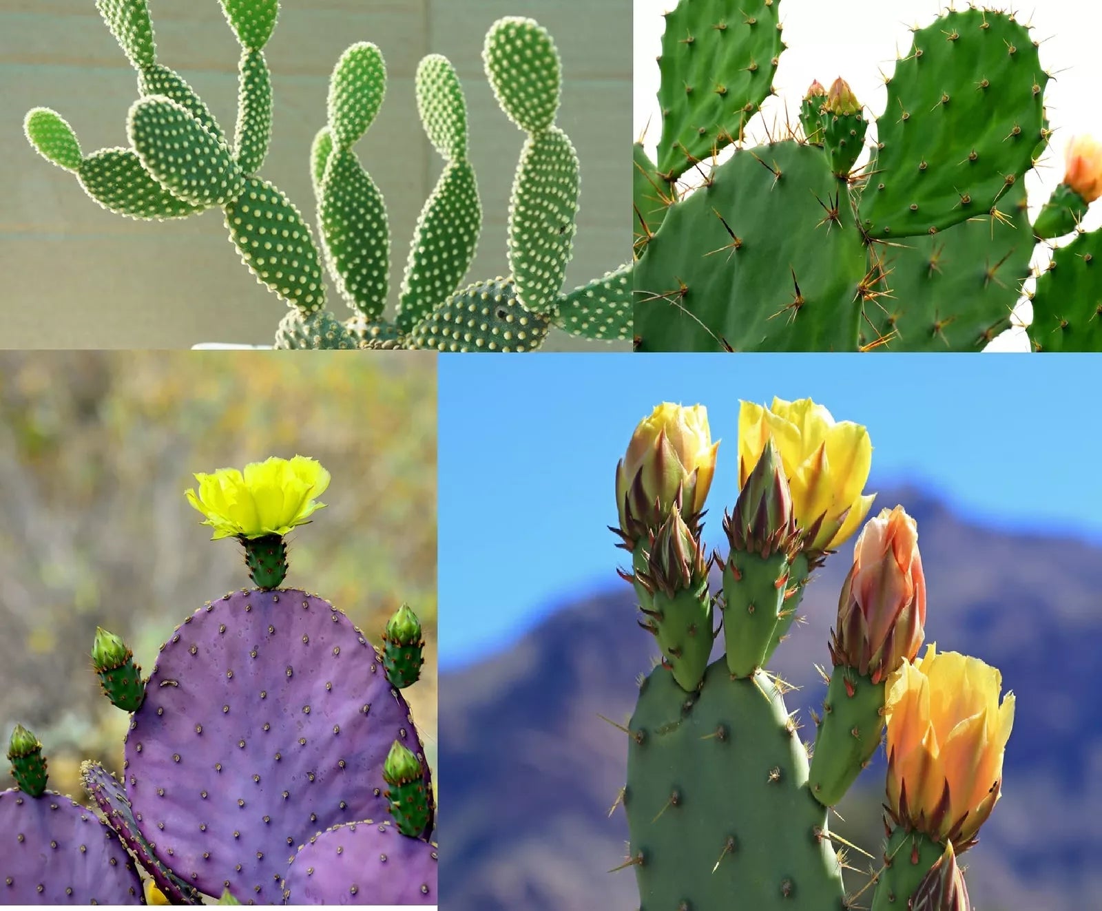 Prickly Pear Cactus Seeds Mix - 50+ Seeds - Colorful Varieties - Opuntia spp. - Ships from Iowa, USA