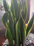 Variegated Snake Plant | 6" Pot | Sansevieria Laurentii | Live Cactus Succulent