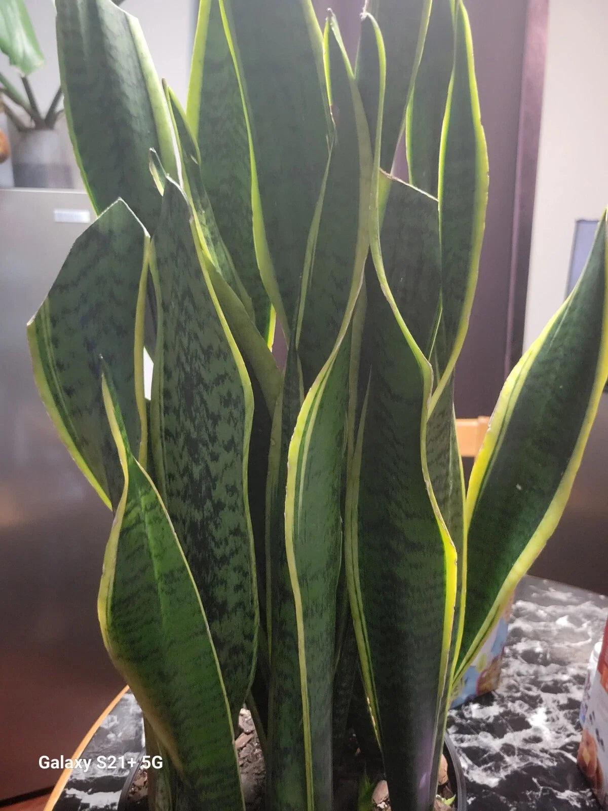 Variegated Snake Plant | 6" Pot | Sansevieria Laurentii | Live Cactus Succulent