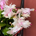Thanksgiving/Christmas Cactus Cuttings - 3 Unrooted White Schlumbergera Truncata Cuttings for Planting