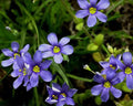 100 Seeds Western Blue-Eyed Grass Perennial (Sisyrinchium bellum) - GroCo USA
