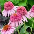Coneflower Live Plant - 'Butterfly Kisses' Echinacea purpurea - Pink Double Flowers