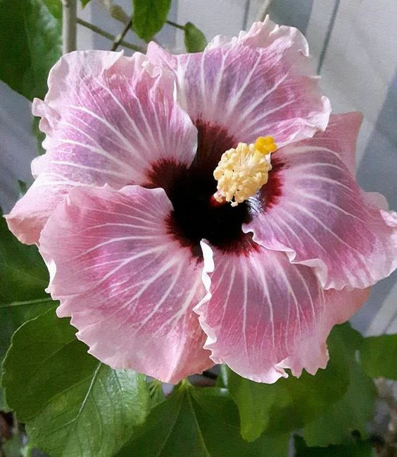 Light Pink Hibiscus Seeds - 20 Perennial Flower Seeds - Hibiscus rosa-sinensis