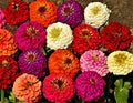 Zinnia Seeds - Lilliput Mix - 100+ Seeds - Colorful Annual Flowers - Zinnia elegans