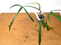 Philodendron Paloraense Plant - Tropical Houseplant - Lush Green Foliage - Philodendron Paloraense