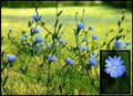 Wild Chicory Bare Root Plant - 2 Pack - Butterflies, Prairie Flowers - Cichorium intybus