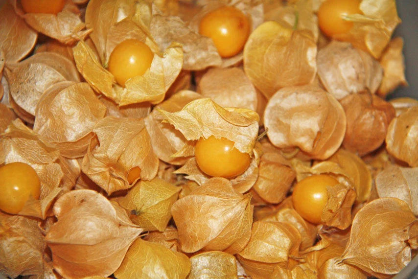 Ground Cherry Seeds - 250+ Fresh Seeds - Physalis pruinosa - Organic, Heirloom Variety for Home Gardening